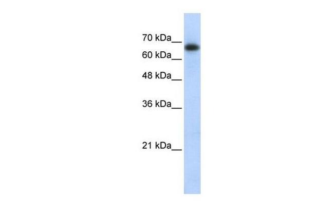 ZNF96 Antibody in Western Blot (WB)