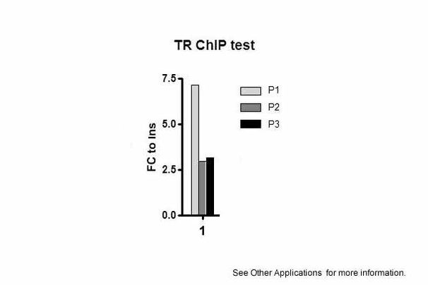 THRB Antibody in ChIP Assay (CHIP)