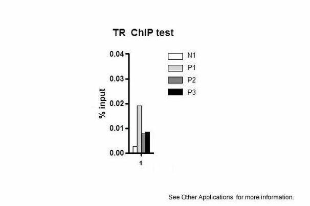 THRB Antibody in ChIP Assay (CHIP)