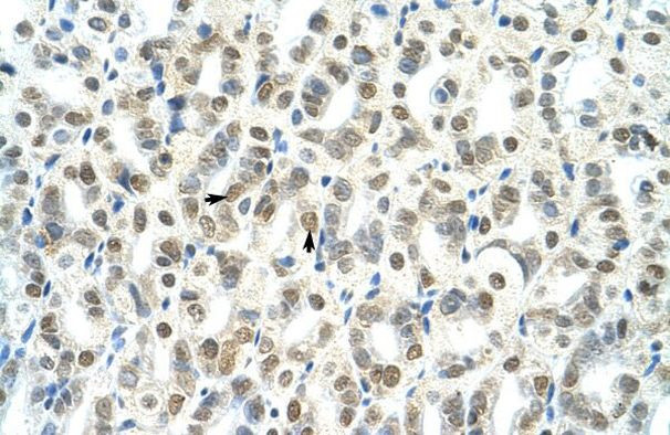 TSC22D4 Antibody in Immunohistochemistry (IHC)