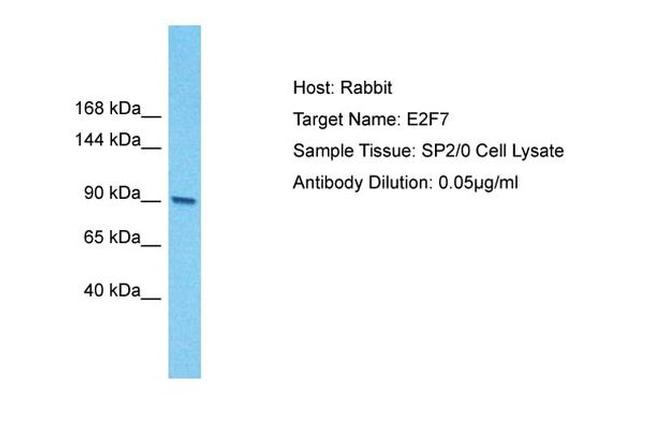 E2F7 Antibody in Western Blot (WB)