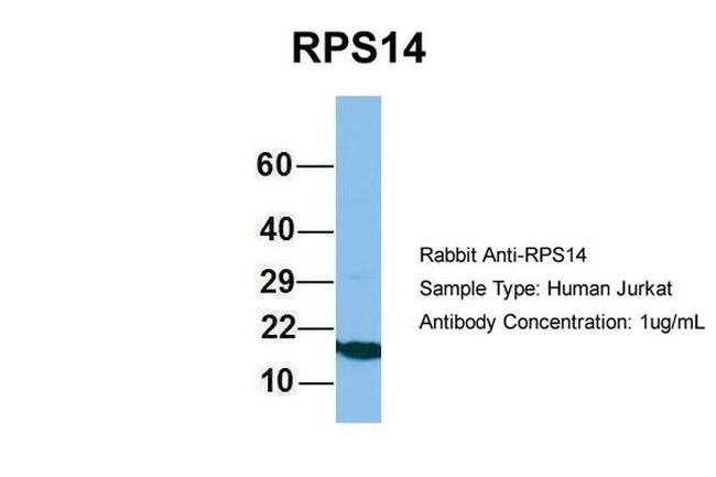 RPS14 Antibody in Western Blot (WB)