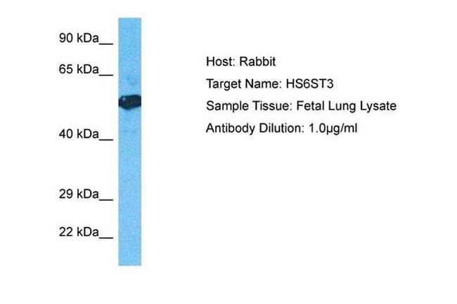 Hs6st3 Antibody in Western Blot (WB)