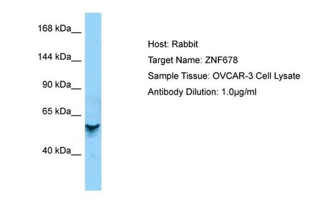 ZNF678 Antibody in Western Blot (WB)