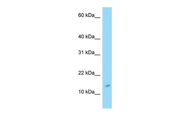 C4orf46 Antibody in Western Blot (WB)