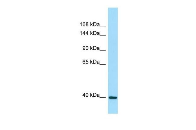 DRP2 Antibody in Western Blot (WB)