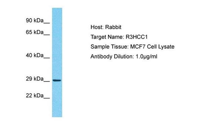 R3HCC1 Antibody in Western Blot (WB)