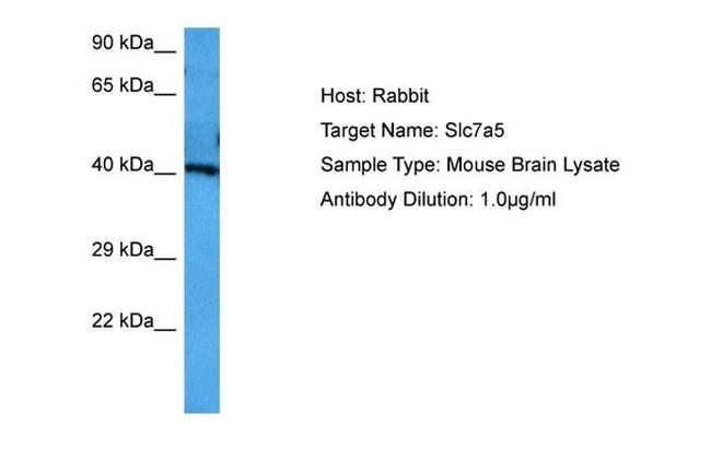 SLC7A5 Antibody in Western Blot (WB)