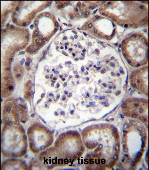 VPS54 Antibody in Immunohistochemistry (Paraffin) (IHC (P))