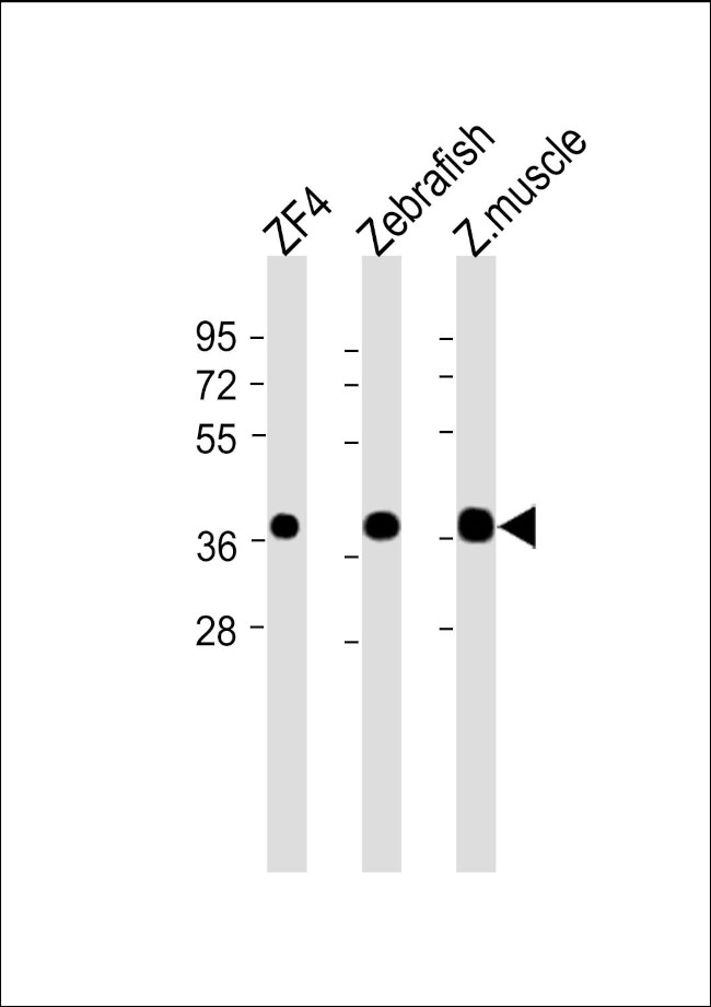 MC4R Antibody in Western Blot (WB)