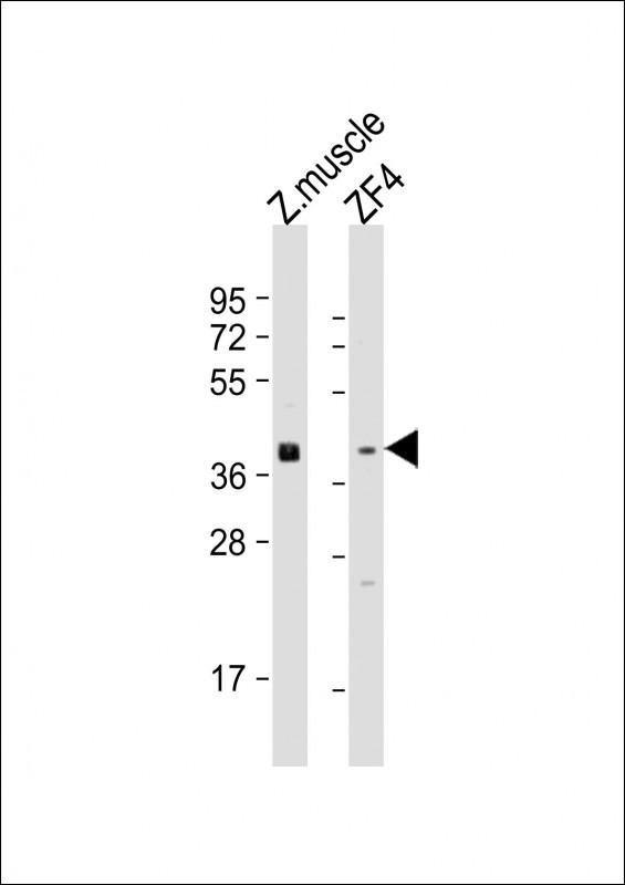 WNT8A Antibody in Western Blot (WB)