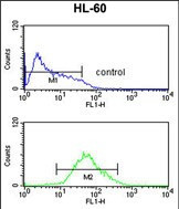 Adenylate Cyclase 8 Antibody in Flow Cytometry (Flow)