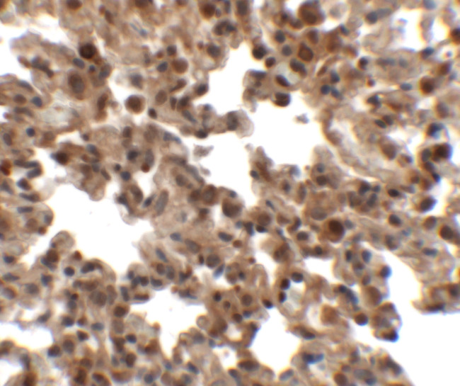 FXYD7 Antibody in Immunohistochemistry (Paraffin) (IHC (P))