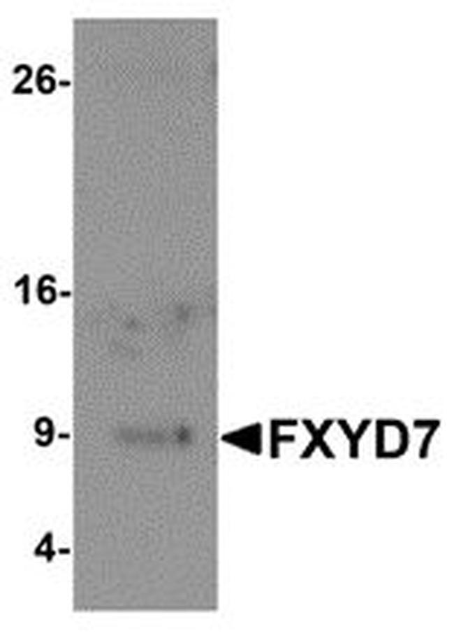 FXYD7 Antibody in Western Blot (WB)