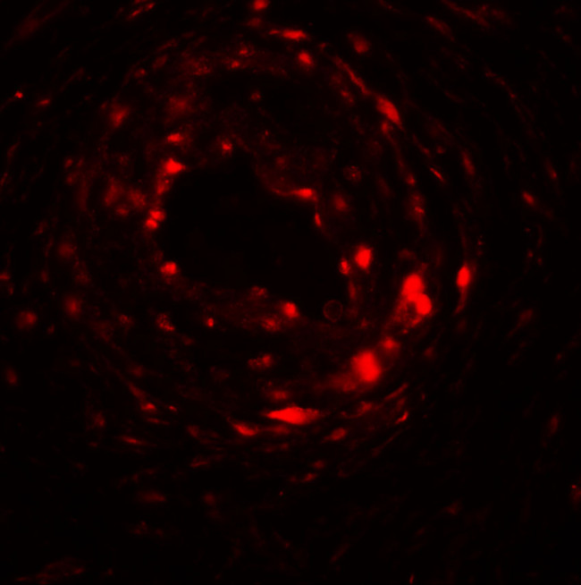 UPK1B Antibody in Immunohistochemistry (Paraffin) (IHC (P))