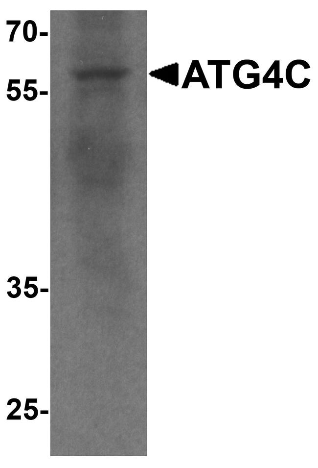 ATG4C Antibody in Western Blot (WB)