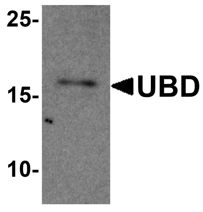 UBD Antibody in Western Blot (WB)