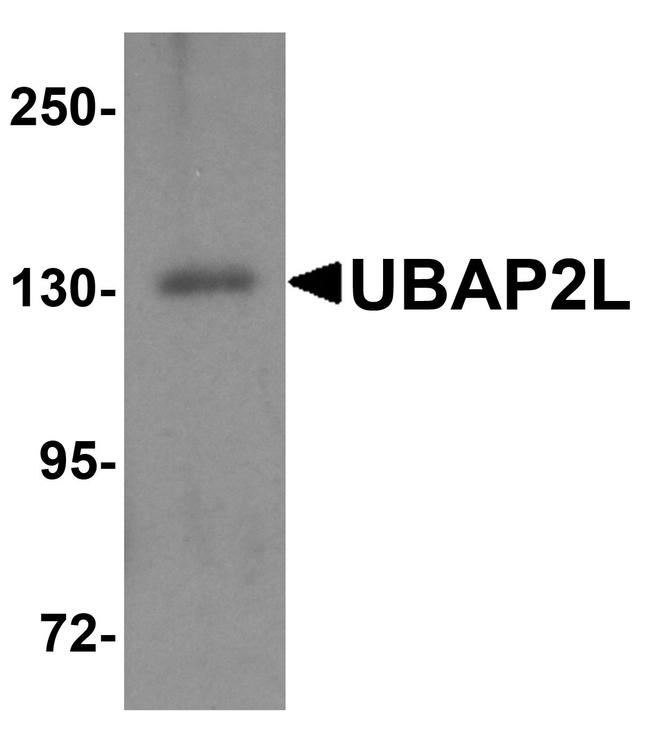 UBAP2L Antibody in Western Blot (WB)