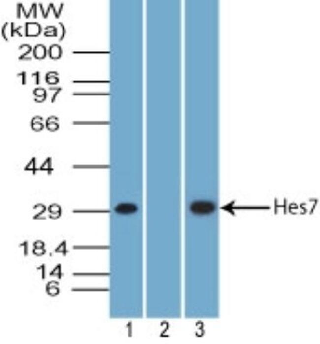 HES7 Antibody in Western Blot (WB)