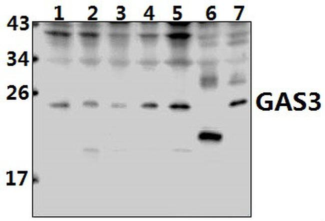 PMP22 Antibody in Western Blot (WB)