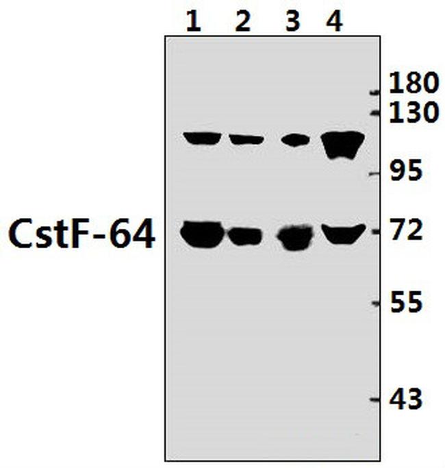 CSTF2 Antibody in Western Blot (WB)