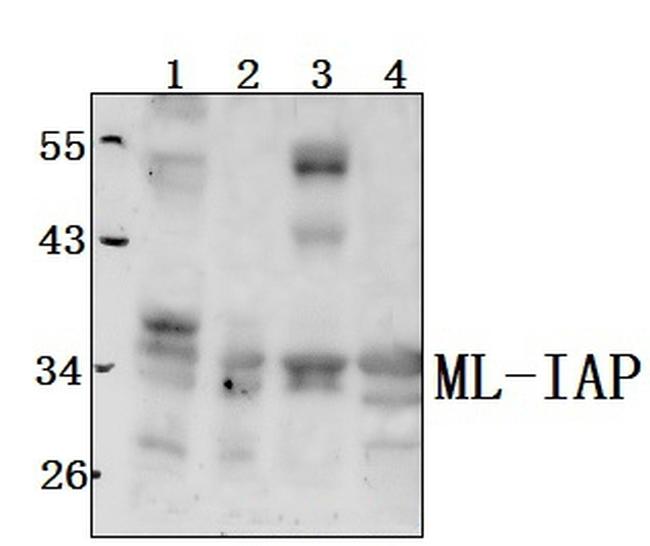 Livin Antibody in Western Blot (WB)