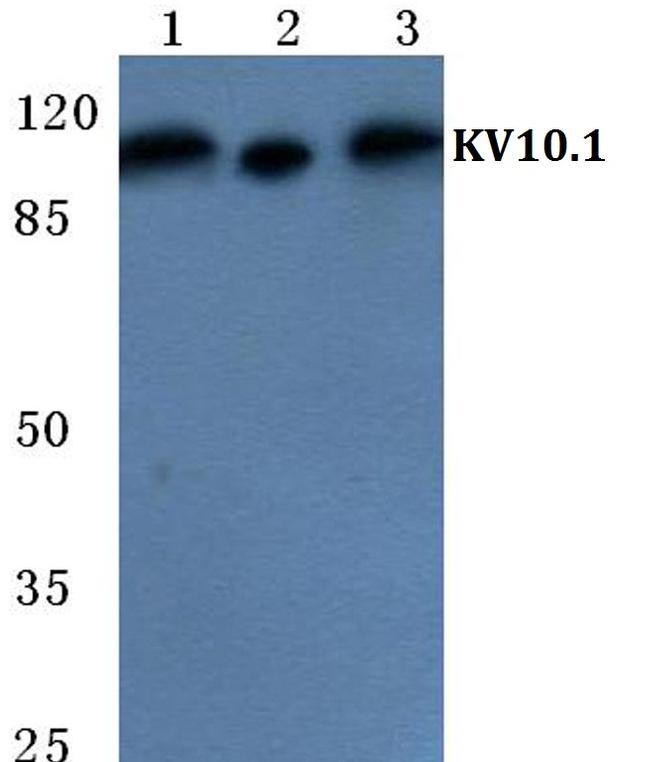 KCNH1 Antibody in Western Blot (WB)