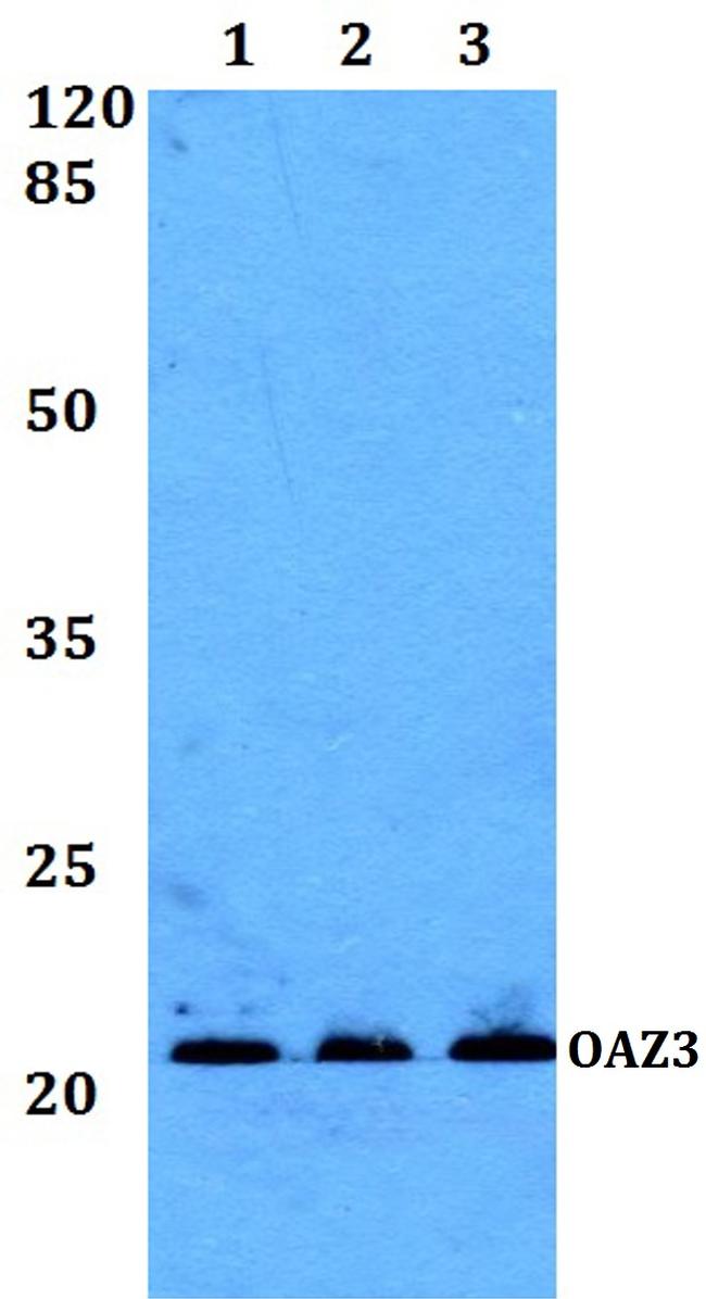 OAZ3 Antibody in Western Blot (WB)