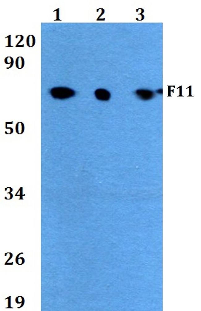 Factor XI Antibody in Western Blot (WB)