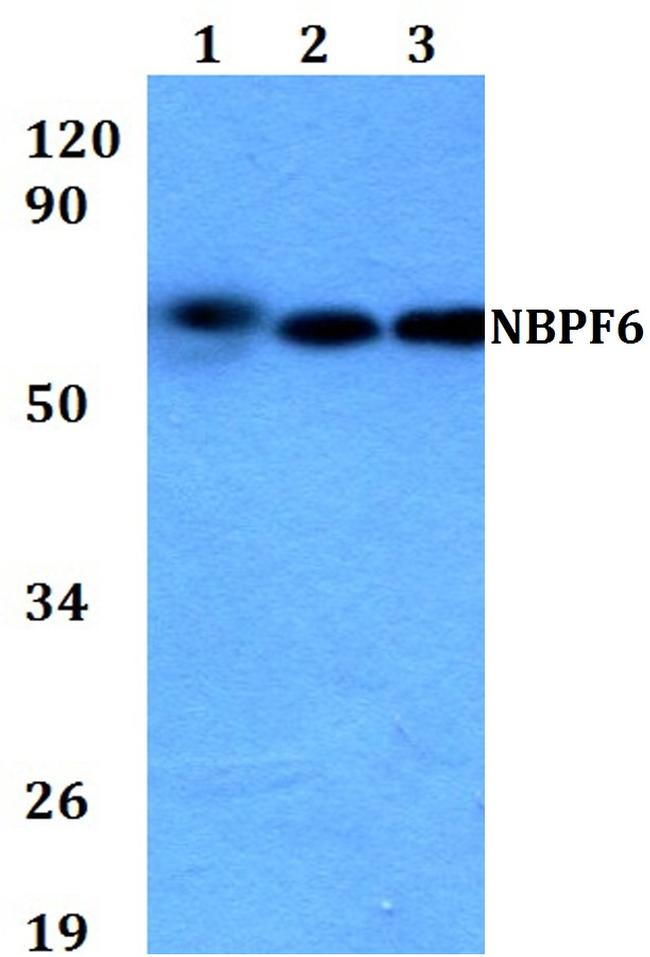 NBPF6 Antibody in Western Blot (WB)