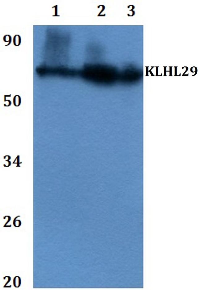 KLHL29 Antibody in Western Blot (WB)