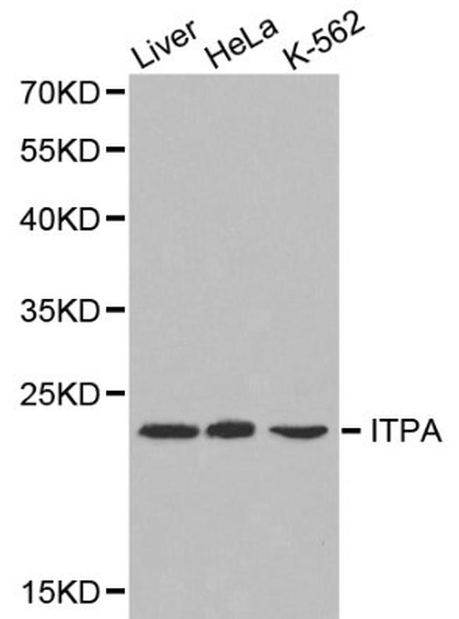 ITPA Antibody in Western Blot (WB)