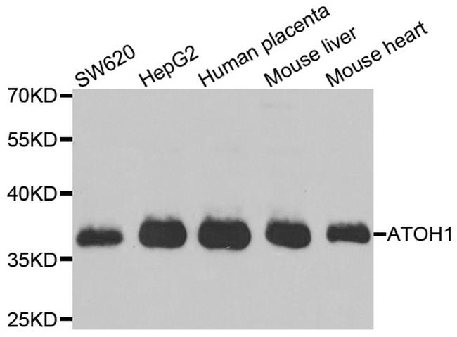 ATOH1 Antibody in Western Blot (WB)