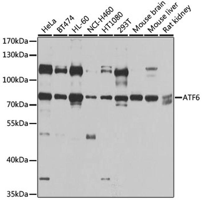 ATF6 Antibody in Western Blot (WB)