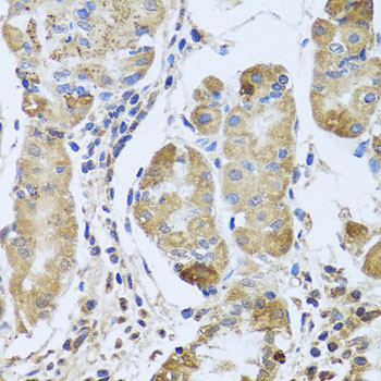 EFHC1 Antibody in Immunohistochemistry (Paraffin) (IHC (P))