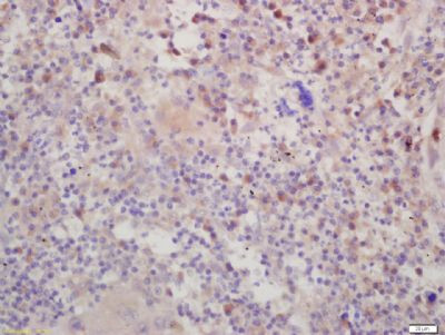 DSPP Antibody in Immunohistochemistry (Paraffin) (IHC (P))