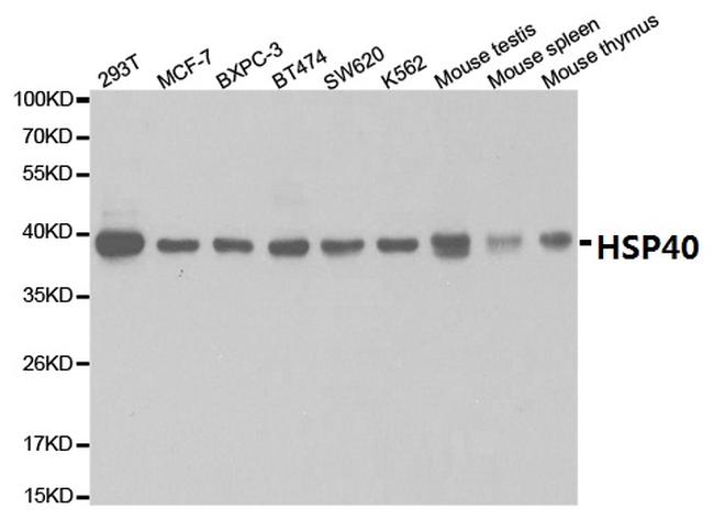 HSP40 Antibody in Western Blot (WB)