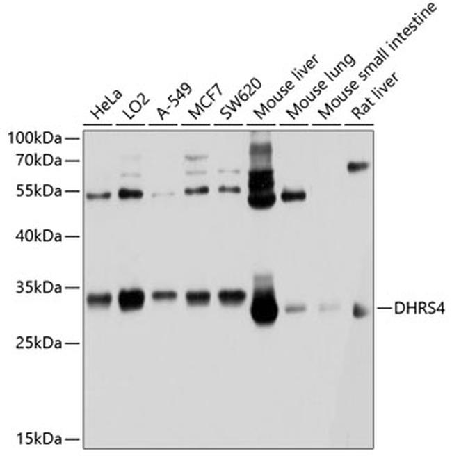 DHRS4 Antibody in Western Blot (WB)