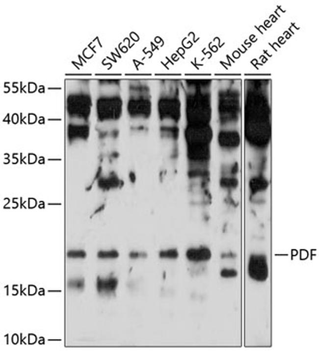 PDF Antibody in Western Blot (WB)