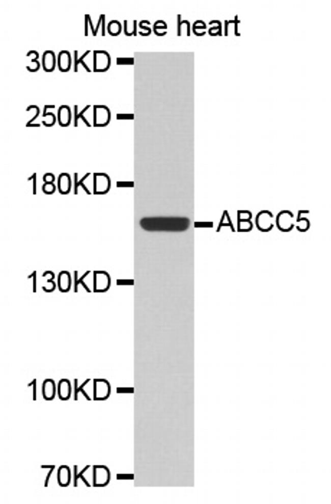 MRP5 Antibody in Western Blot (WB)