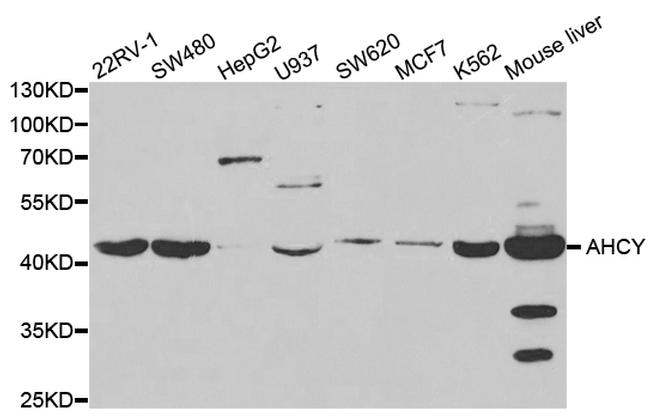 AHCY Antibody in Western Blot (WB)