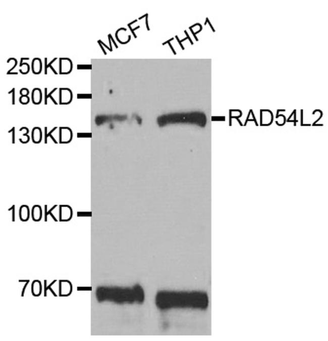 RAD54L2 Antibody in Western Blot (WB)