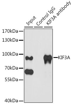 KIF3A Antibody in Immunoprecipitation (IP)