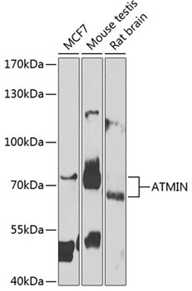 ATMIN Antibody in Western Blot (WB)