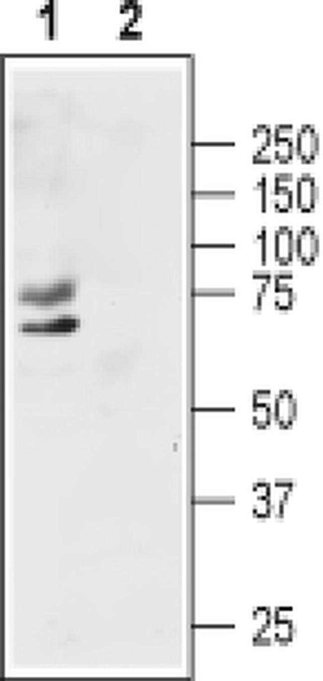 KV1.1 (KCNA1) (extracellular) Antibody in Western Blot (WB)