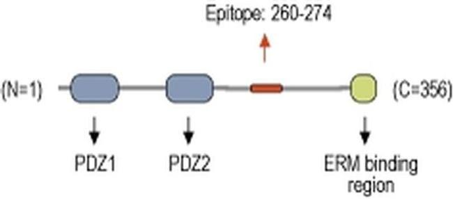 EBP50 Antibody