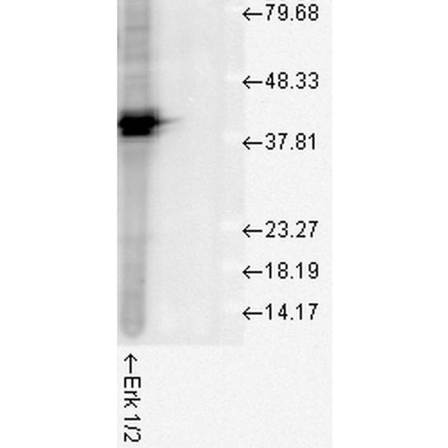 ERK1 Antibody in Western Blot (WB)
