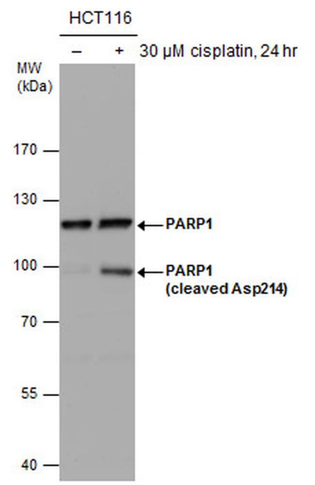 PARP1 (cleaved Asp214) Antibody in Western Blot (WB)