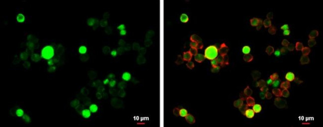 GFI1 Antibody in Immunocytochemistry (ICC/IF)