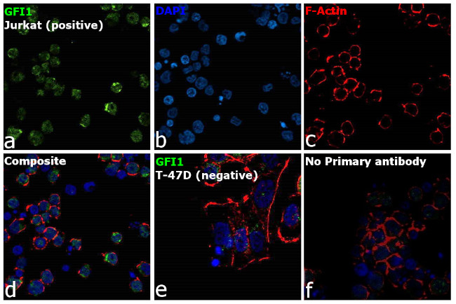 GFI1 Antibody in Immunocytochemistry (ICC/IF)